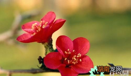 梅花的特点和象征意义 梅花寓意代表什么意思