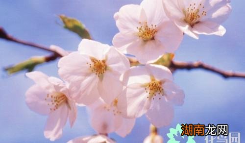 梅花的特点和象征意义 梅花寓意代表什么意思