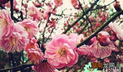 梅花的特点和象征意义 梅花寓意代表什么意思