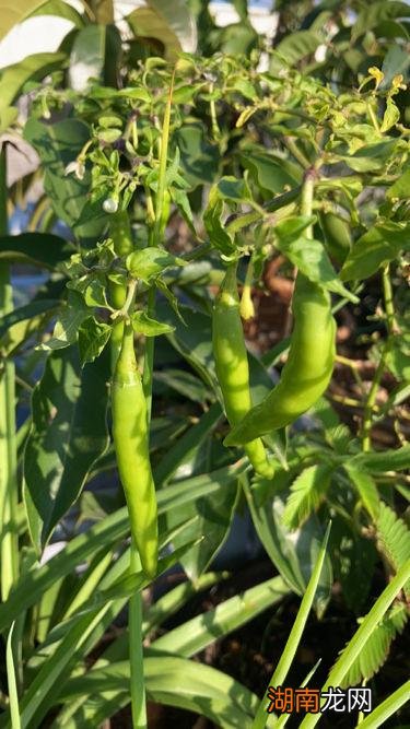 手搞完辣椒辣手的4个小妙招 辣椒辣手最快解决办法