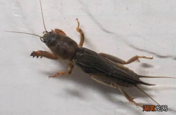 蝼蛄被一脚踩死有什么说法吗 蝼蛄为什么不能踩死