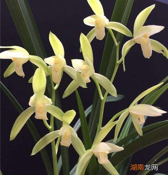 最值得养的浓香建兰品种 建兰五个必养品种