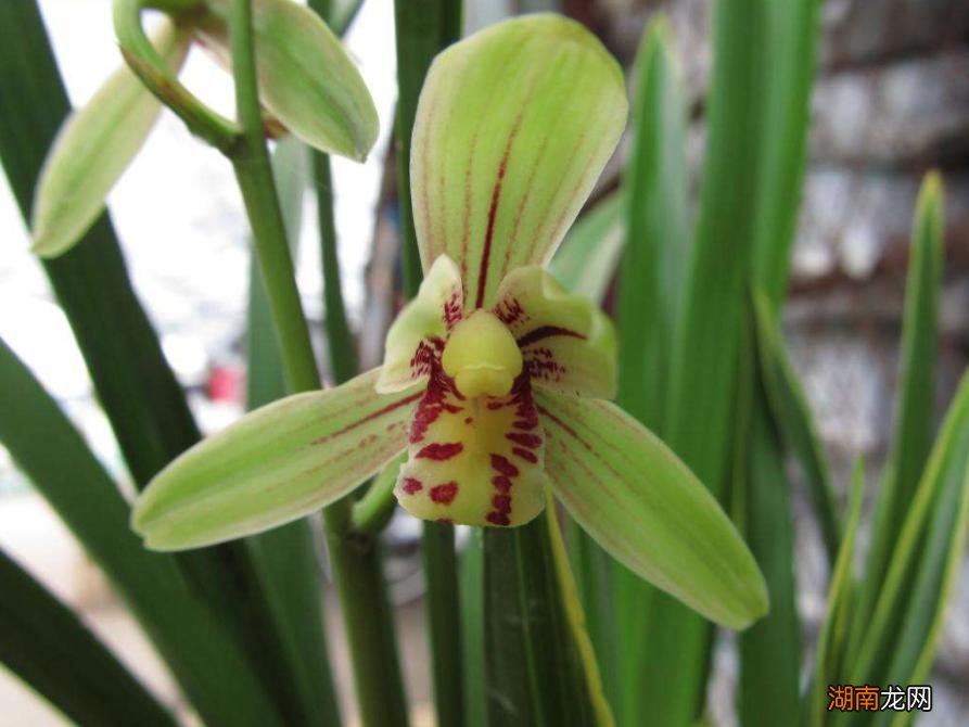 最值得养的浓香建兰品种 建兰五个必养品种