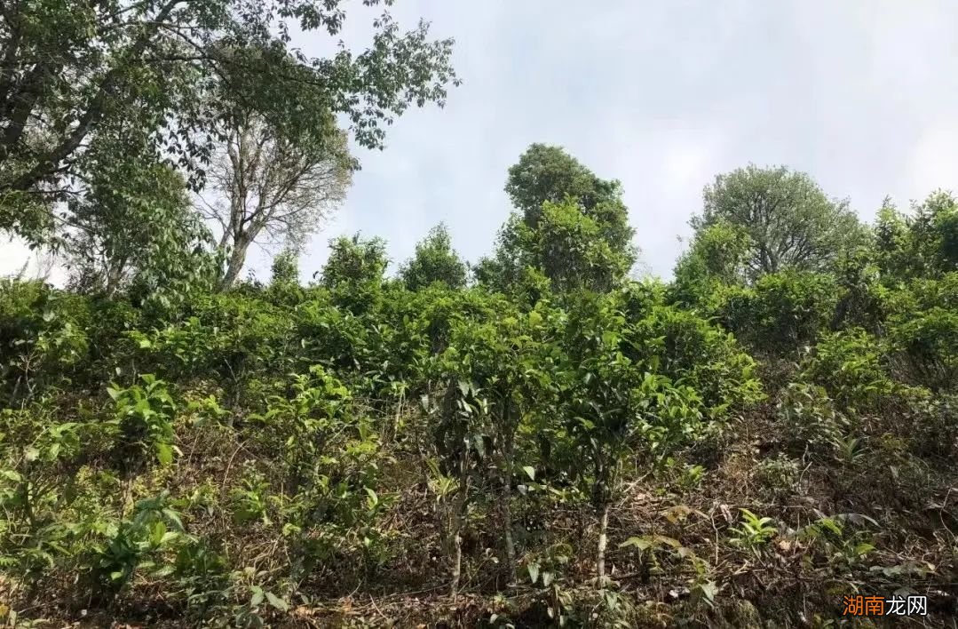 为什么会有很多人喜欢喝易武茶 易武茶的特点和口感描述