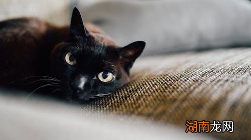 不小心把猫胡子剪了还会长吗 猫咪的胡须可以剪吗