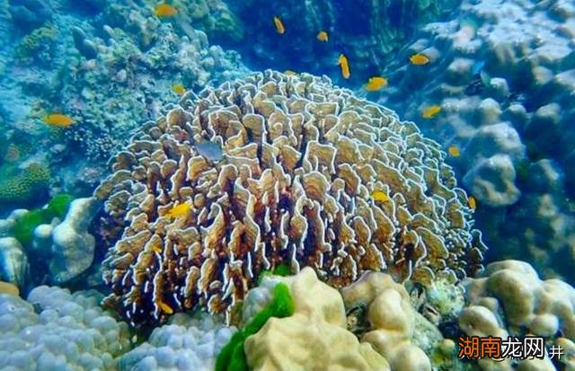 岛国淹没举国搬迁国家吗 马尔代夫为什么计划举国搬迁