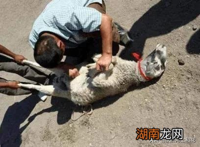 把玉放在羊腿里的作用 把玉石放在活羊腿里面再取出来