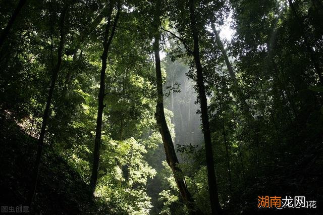 深山农村异事 农村的老人说没有虫鸣的深山不要只身前往