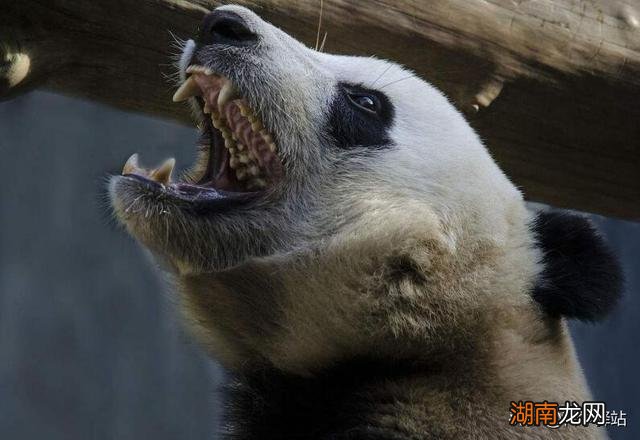 传说大熊猫是上古神兽蚩尤坐骑 当年蚩尤坐骑真的是熊猫