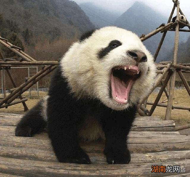 传说大熊猫是上古神兽蚩尤坐骑 当年蚩尤坐骑真的是熊猫