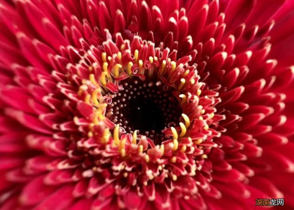 国内哪款牌子的手机拍照质量高 公认拍照最好看的手机