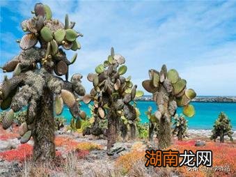 加拉帕戈斯群岛地势气候特征 加拉帕戈斯群岛终年寒冷吗