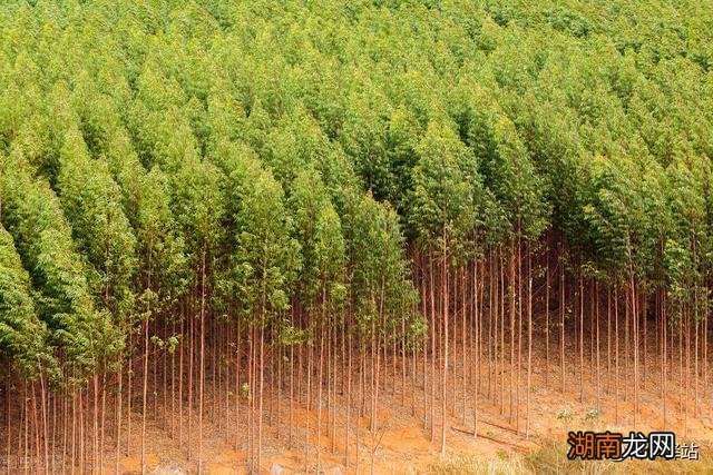 大规模种植桉树对环境有影响吗 广西为什么大面积种植桉树