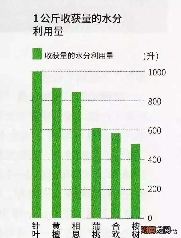 大规模种植桉树对环境有影响吗 广西为什么大面积种植桉树