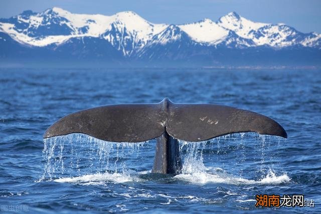 鲸鱼死后会给万物带来好处 为什么有一鲸落万物生的说法