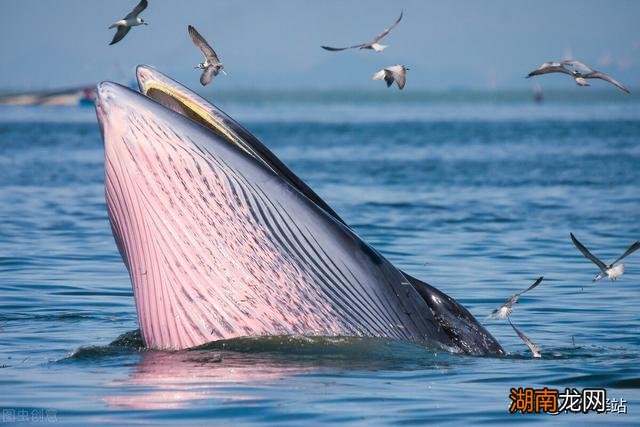 鲸鱼死后会给万物带来好处 为什么有一鲸落万物生的说法