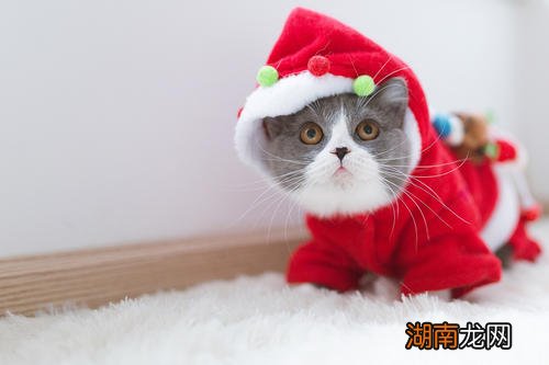 亚马逊的一名员工制作了一个由AI驱动的猫皮瓣