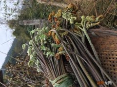 长寿菜是在哪里生长的 长寿菜是什么菜简介