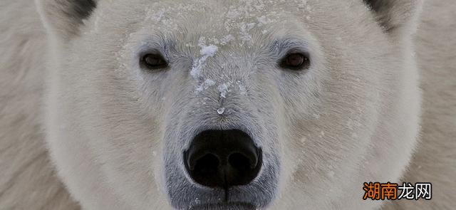 最大的北极熊三米多长吗 世界上最大的熊是哪种熊