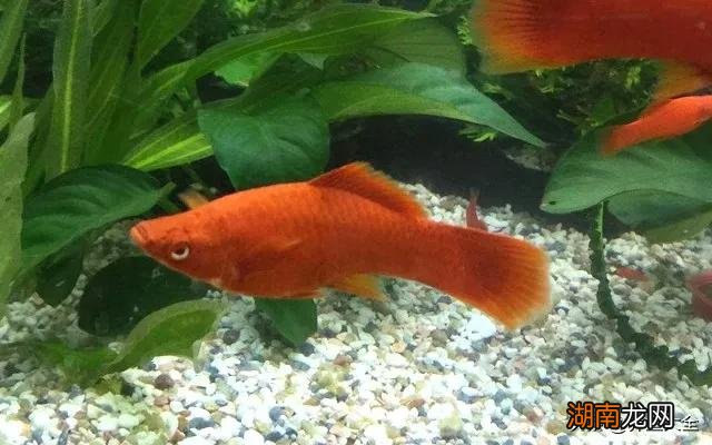 鱼缸养什么观赏鱼好养不用换水 什么鱼最好养活又便宜