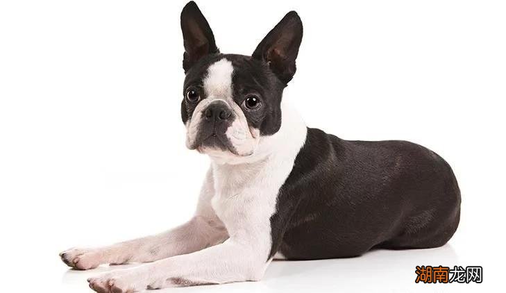 最小狗狗是什么品种名字 世界上最小的狗排名前十名