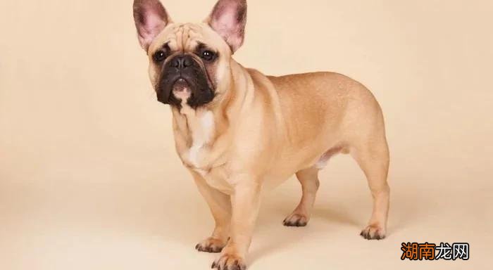 最小狗狗是什么品种名字 世界上最小的狗排名前十名