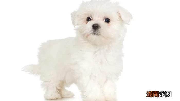 最小狗狗是什么品种名字 世界上最小的狗排名前十名