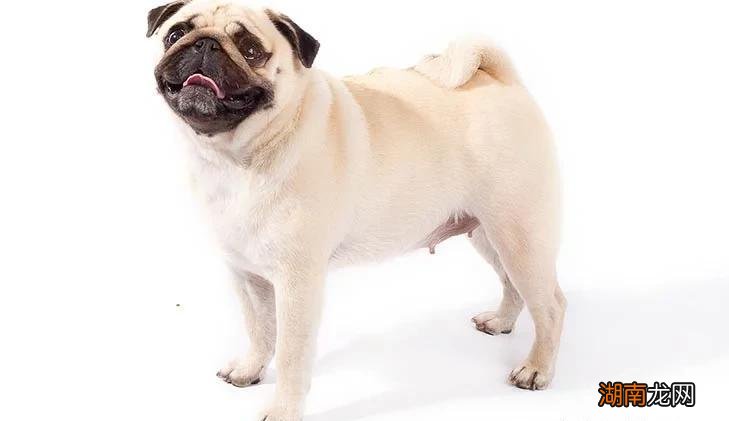 最小狗狗是什么品种名字 世界上最小的狗排名前十名