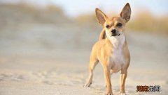 最小狗狗是什么品种名字 世界上最小的狗排名前十名