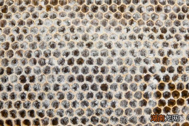 如果昆虫灭绝的后果是什 昆虫灭绝对人类有什么影响