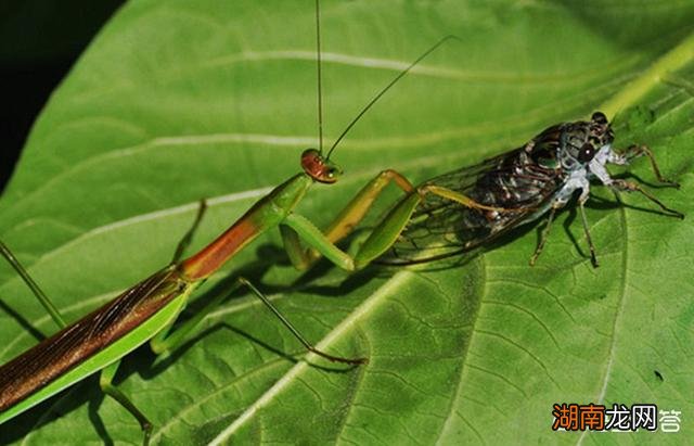 如果昆虫灭绝的后果是什 昆虫灭绝对人类有什么影响