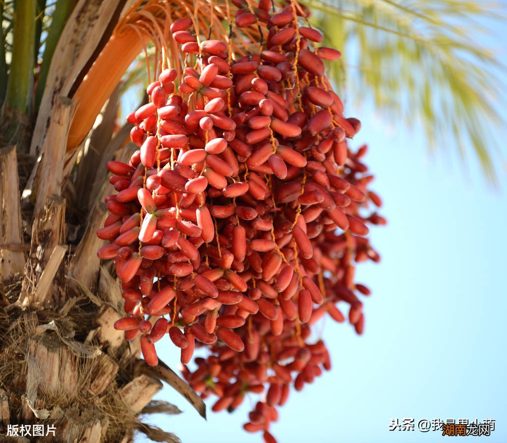 中东椰枣是真甜还是加了糖 椰枣太甜是不是加工了