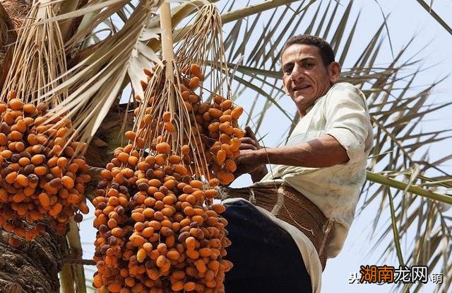 中东椰枣是真甜还是加了糖 椰枣太甜是不是加工了