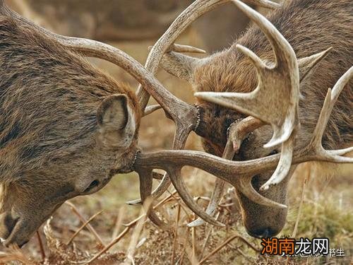 为什么人雌性比雄性美更好看 大多数动物里雄性比雌性美