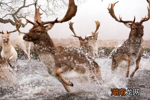 为什么人雌性比雄性美更好看 大多数动物里雄性比雌性美