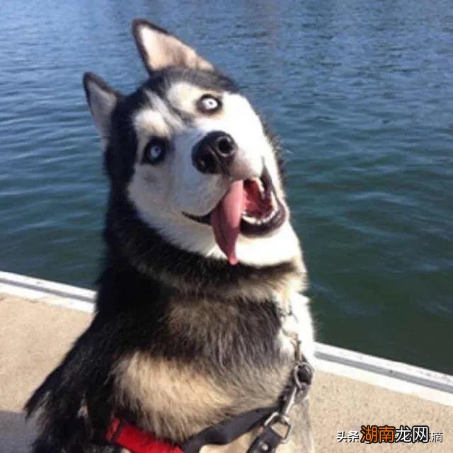 农村半夜狗叫个不停怎么回事 晚上狗突然狂叫预示着什么