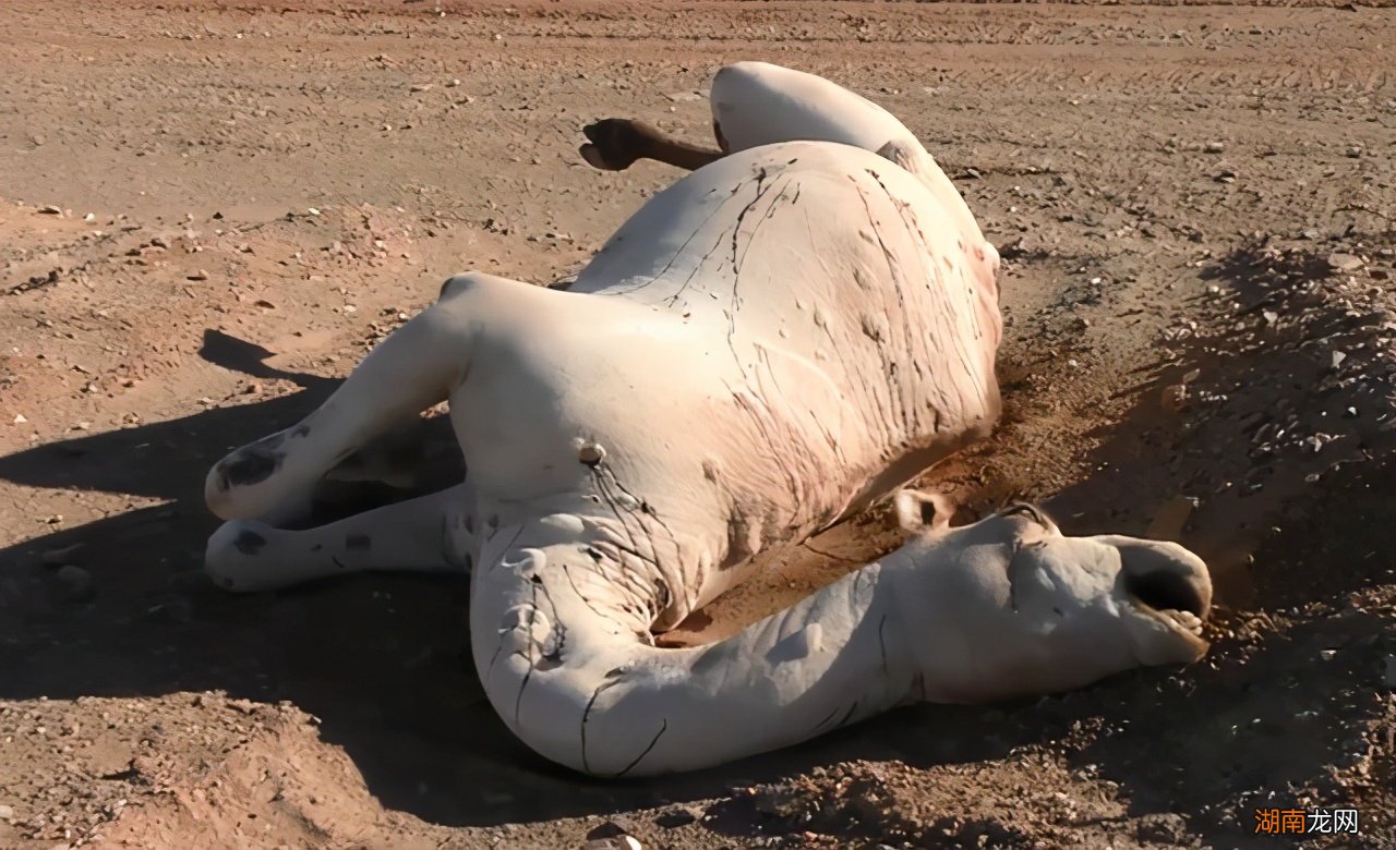 为什么死亡的骆驼千万不能碰 骆驼的驼峰有什么用处