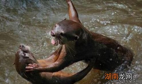 水鬼是真的存在的吗到底长什么样子 水鬼是什么动物