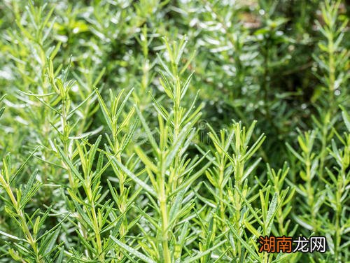 怎样才能有效去除黑头痤疮 用盐搓鼻头可不可以去黑头