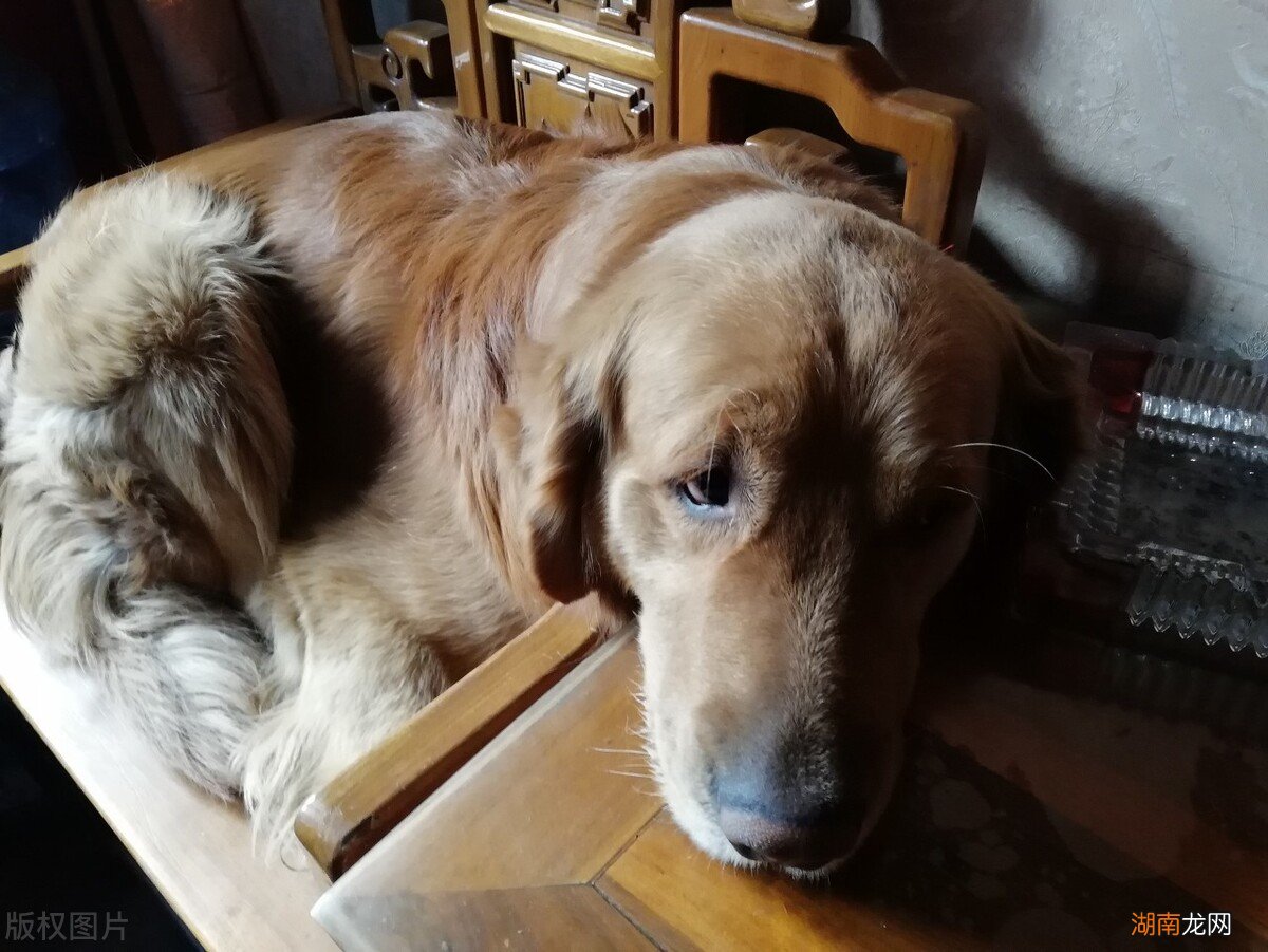 狗狗离世前几小时征兆有哪些 狗狗死前会向主人道别吗