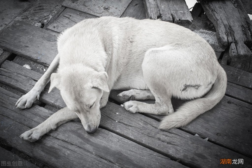 狗狗离世前几小时征兆有哪些 狗狗死前会向主人道别吗