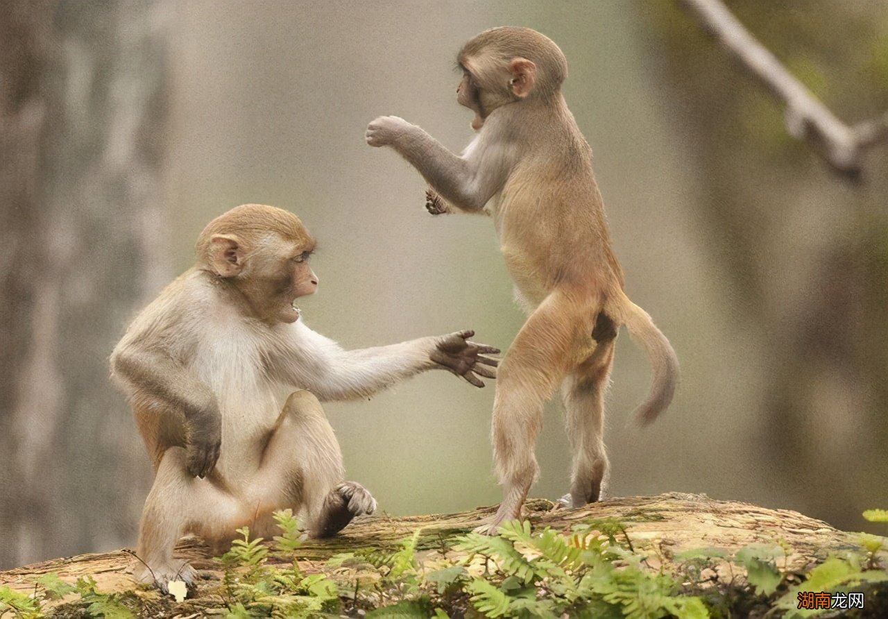中国的哪些地方有野生猕猴的分布 猴子生活在哪里