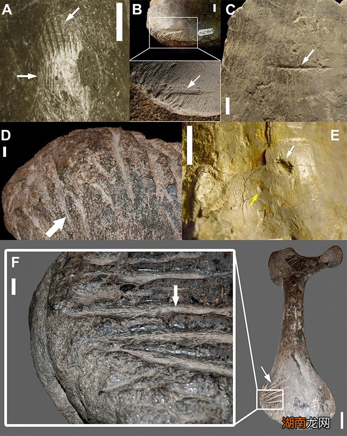 异特龙存在于哪一个时期 异特龙是食肉还是食草动物
