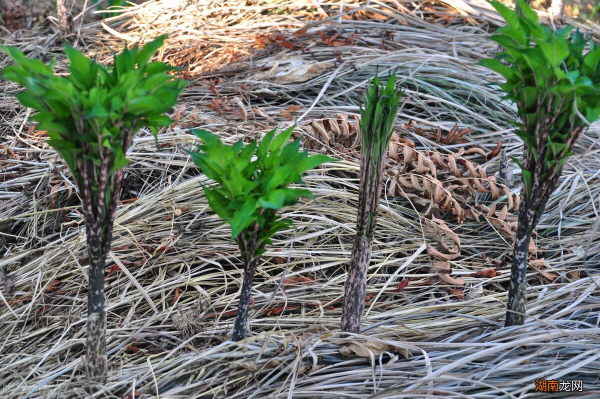植物美食魔芋怎么制作才好吃  魔芋是种什么东西