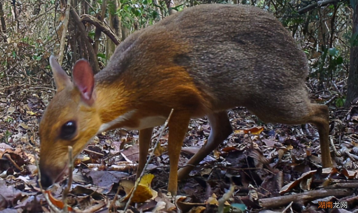 灭绝动物还可不可以再次复活 复活成功的灭绝动物