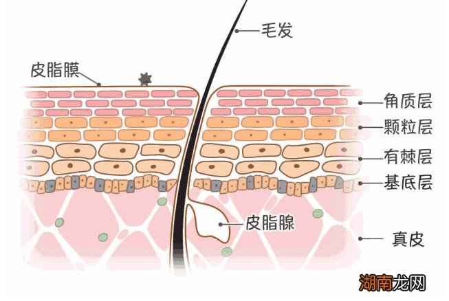 洗脸不用洗面奶洁面真的可以吗 不用洗面奶皮肤会变好吗