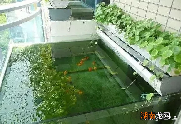 饲养小金鱼的正确方法与技巧 小金鱼怎么养才能活得久