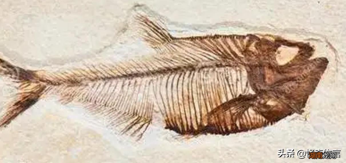 世界上第一大的沙漠在哪个国家 世界上最大的沙漠