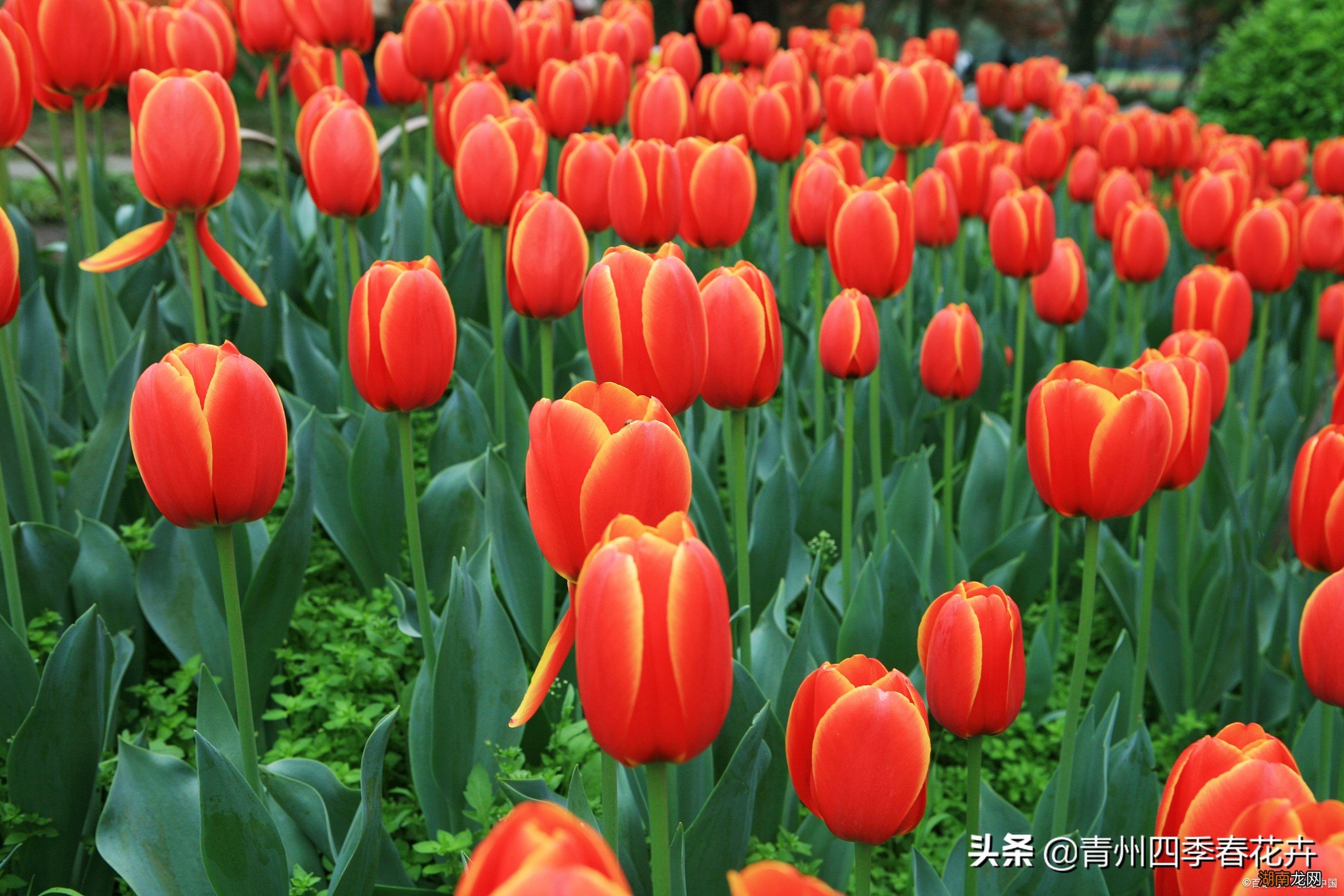 春天常见的都有什么花盛开 春天开放的十种花简述