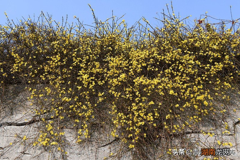 春天常见的都有什么花盛开 春天开放的十种花简述